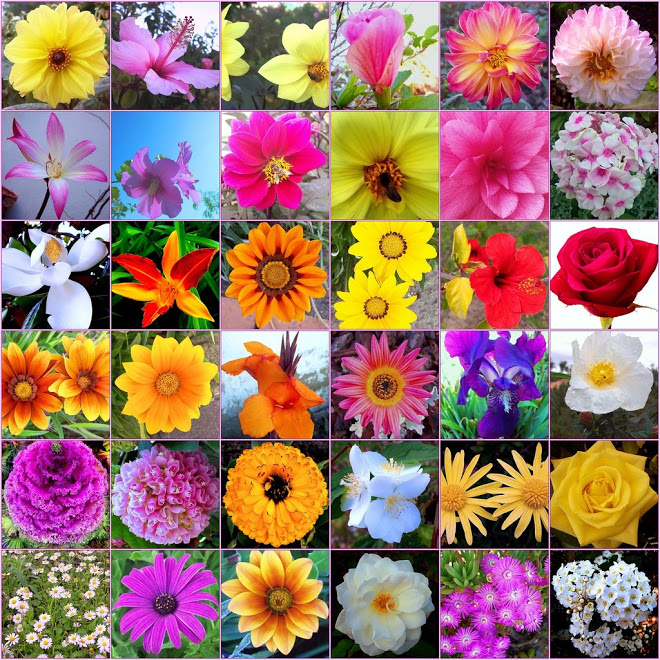 types-of-flowers – U & D Trucking & Nursery, Inc.